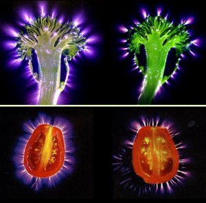 Biophotonics-the-Science-behind-Energy-Healing-Kirlian-images-of-raw-vs-cooked-food-300x296
