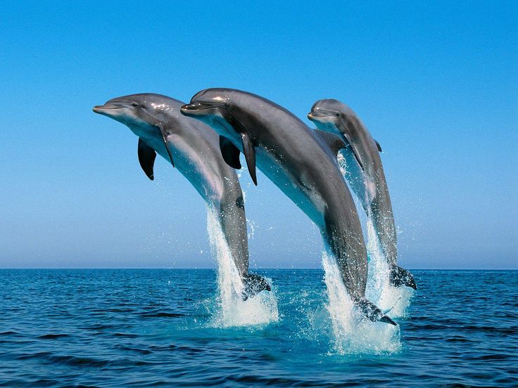 Delfine - faszinierende Lebewesen