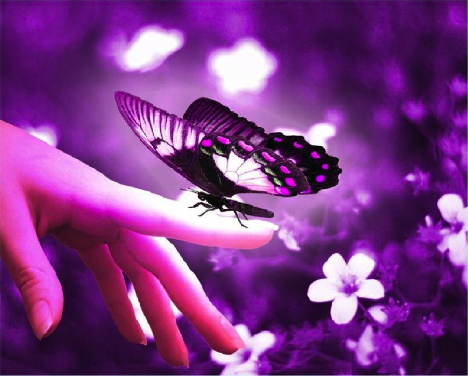 Schmetterling was bedeutet Lila Sticker: