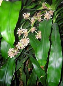 Your-Cells-Are-Listening-How-Talking-To-Your-Body-Can-Help-You-Heal-Dracaena-Fragrans-222x300