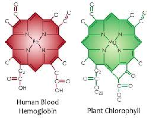 Chlorophyll 2