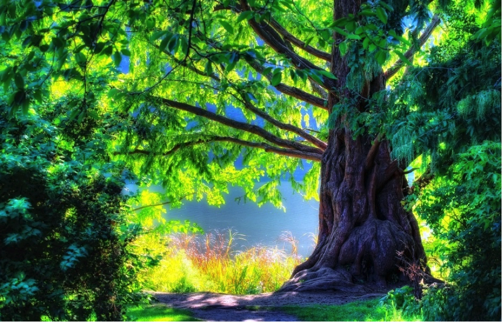Spreche mit den Bäumen – Eine spirituelle Sicht auf die Natur