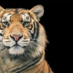 Ein Fotograf fängt majestätische und ausdrucksvolle Porträts der am meisten gefährdeten Spezies der Welt ein