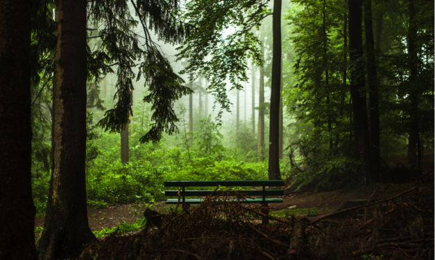 Warum manche Ärzte einen Tag im Park oder einen Spaziergang am Strand für die Gesundheit verschreiben