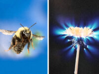 Bioelektrizität und Chi - Bienen können die Energiefelder von Blumen spüren, um mit ihnen zu kommunizieren