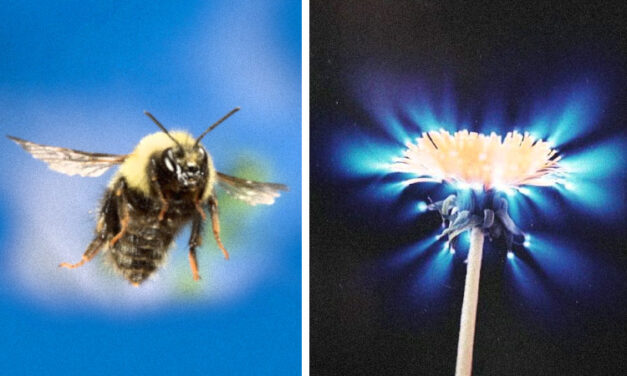 Bioelektrizität und Chi – Bienen können die Energiefelder von Blumen spüren, um mit ihnen zu kommunizieren