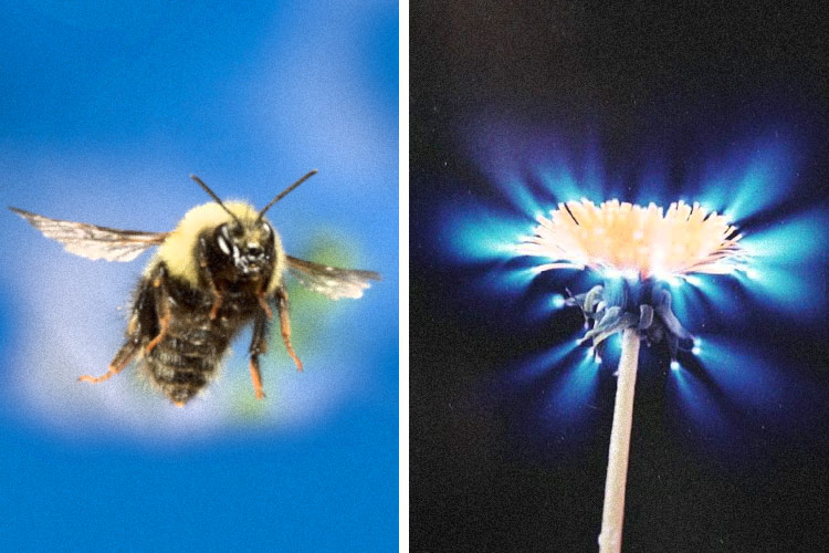 Bioelektrizität und Chi – Bienen können die Energiefelder von Blumen spüren, um mit ihnen zu kommunizieren
