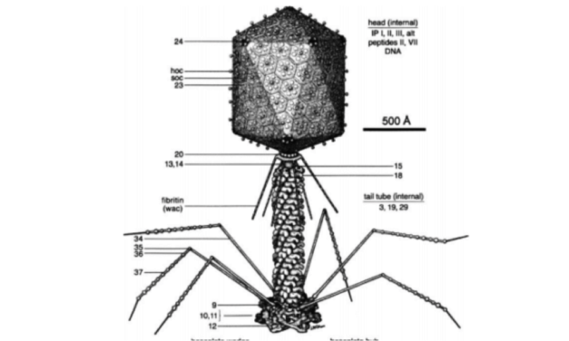 Designer-Nanoroboter verändern die Menschheit