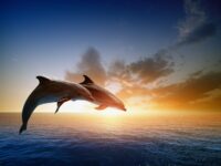 Menschen können telepathisch mit Delphinen kommunizieren – wird in einem Artikel des Russischen Verteidigungsministerium behauptet