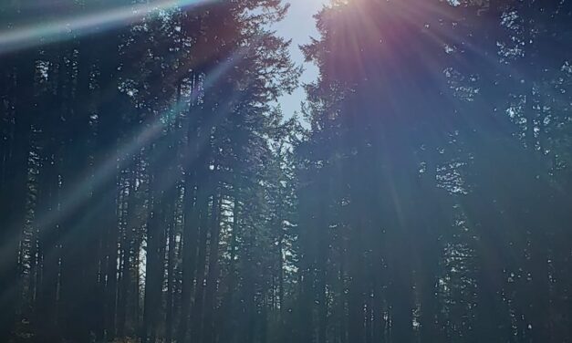 Der ganz spezielle Pfad eines jeden ~ Eric Raines