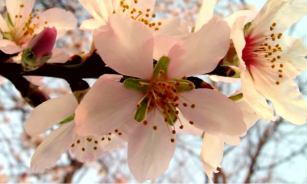Es ist Frühling – Zeit, um mit Dankbarkeit zurückblicken und mit Hoffnung in die Zukunft zu schauen
