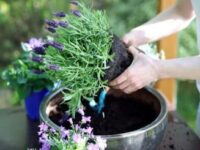 Beginne mit Gartenarbeit für deine psychische Gesundheit
